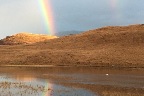 Kilmalieu - Rainbow and lone swan on loachan
