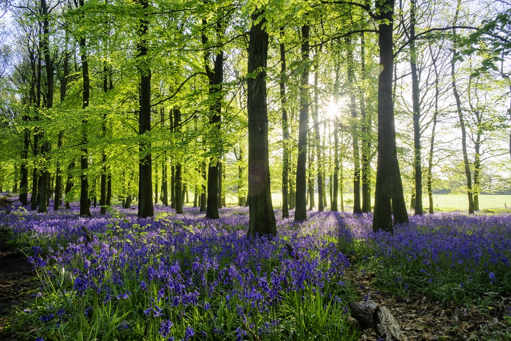 bluebell wood with sun shining through trees